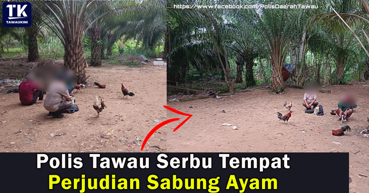 Polis Tawau Serbu Tempat Perjudian Sabung Ayam