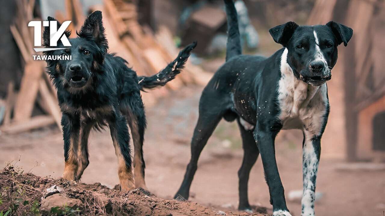 Krisis Rabies di Sarawak:Mangsa Gigitan Anjing Dapat Rawatan dan Vaksin