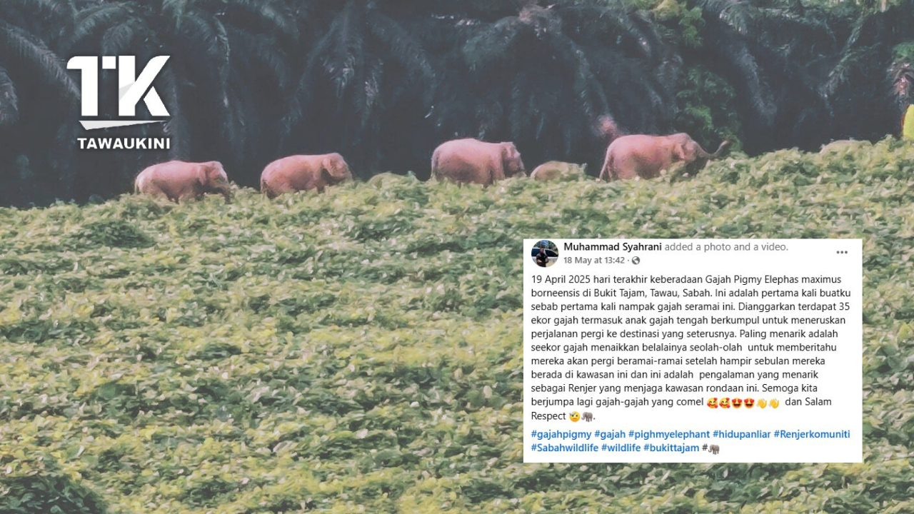 Perpisahan Indah Gajah Pigmy dari Bukit Tajam, Tawau