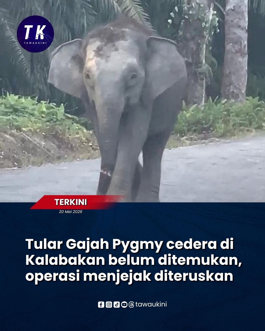 Tular Gajah Pygmy cedera di Kalabakan belum ditemukan, operasi menjejak diteruskan