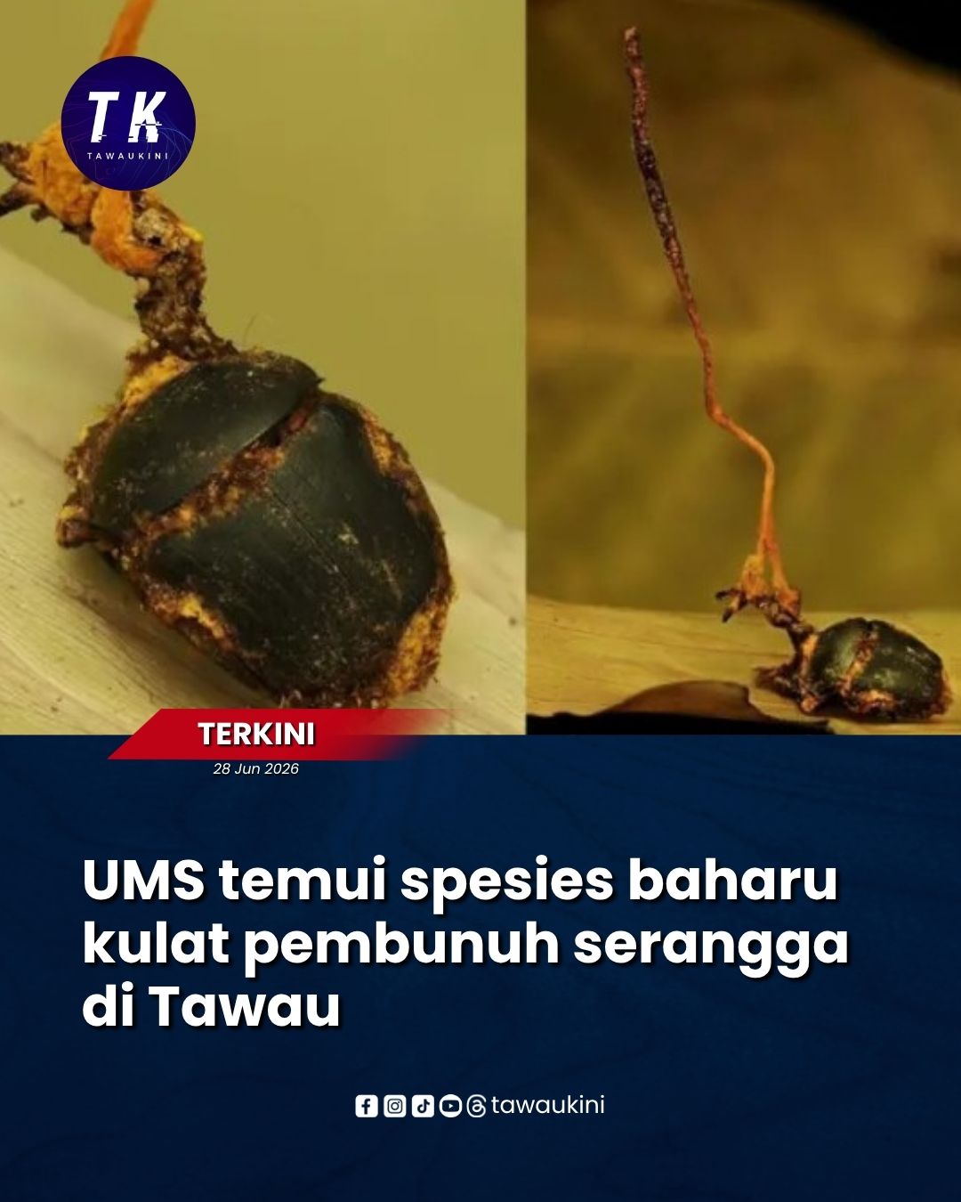 UMS temui spesies baharu kulat pembunuh serangga di Tawau