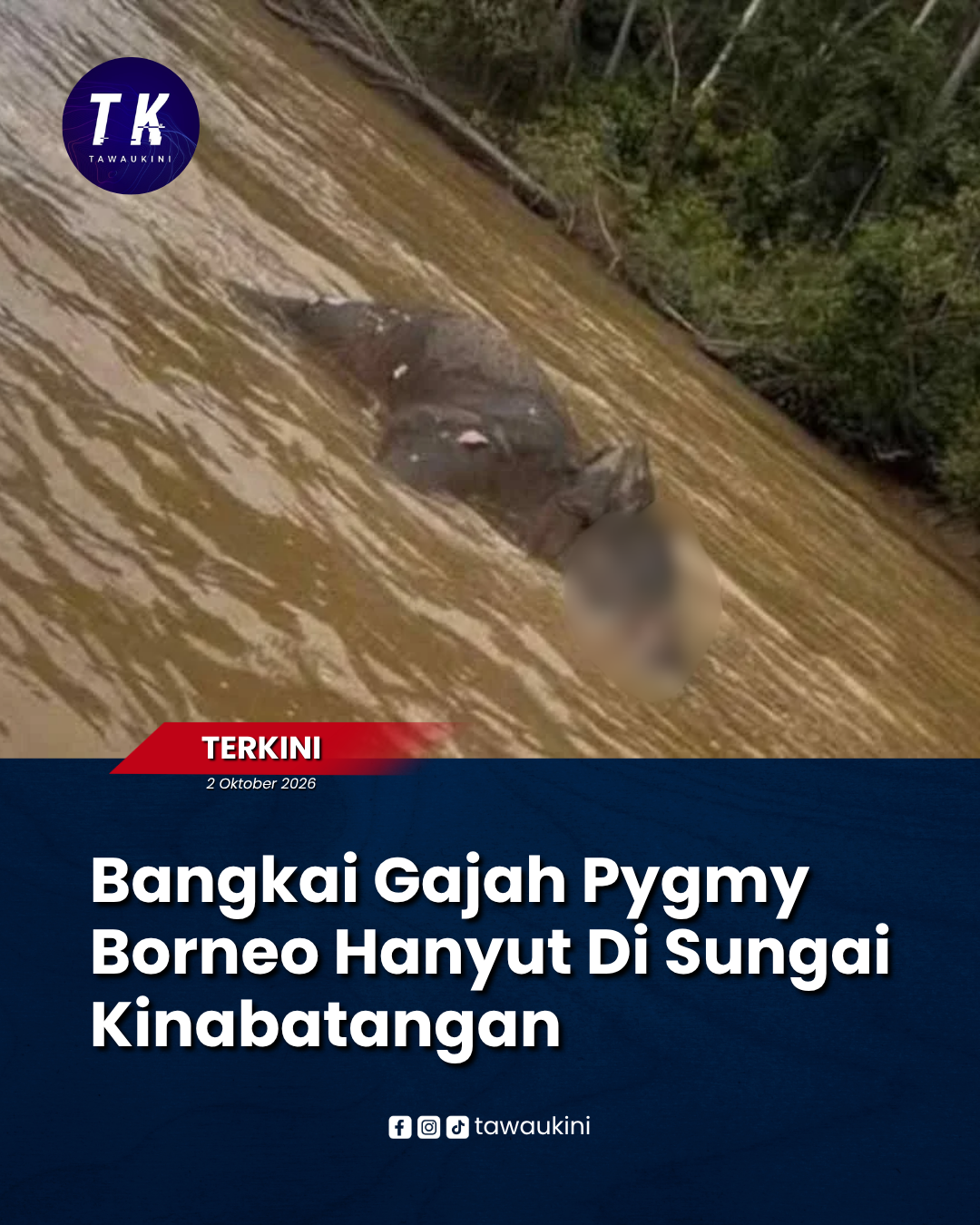 Bangkai Gajah Pygmy Borneo Hanyut Di Sungai Kinabatangan